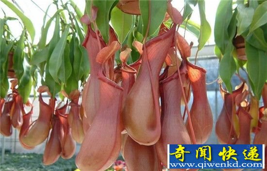 世上5大最恐怖植物杀手 真是太可怕了!