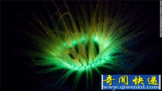 那些天生自带光环的动植物 你见过多少?