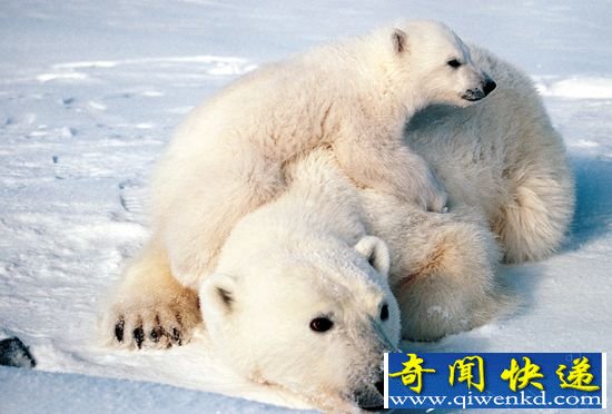 人和动物都太遭罪 携手告别最热2016好幸福