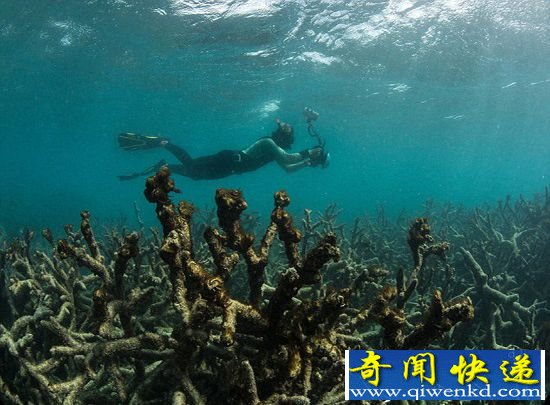 人和动物都太遭罪 携手告别最热2016好幸福