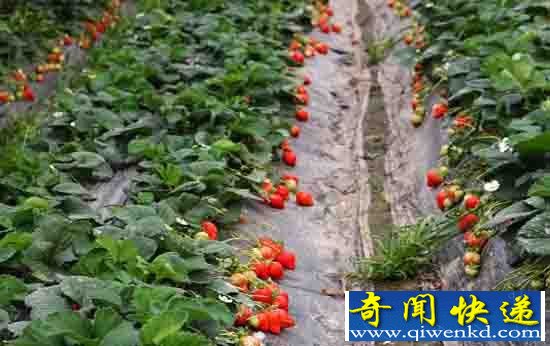 安徽现万亩莓田 周末旅游大推荐