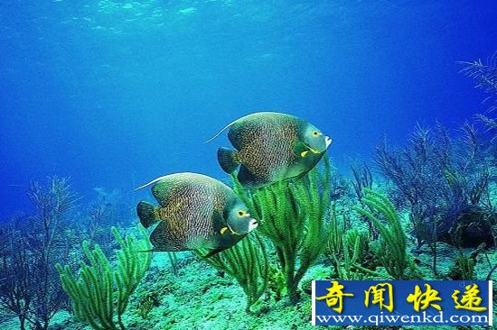 升温会破坏海洋生态 人为升温将加剧!
