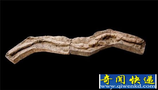 吃恐龙尸骨哺乳类!我国首次发现侏罗纪动物巢穴
