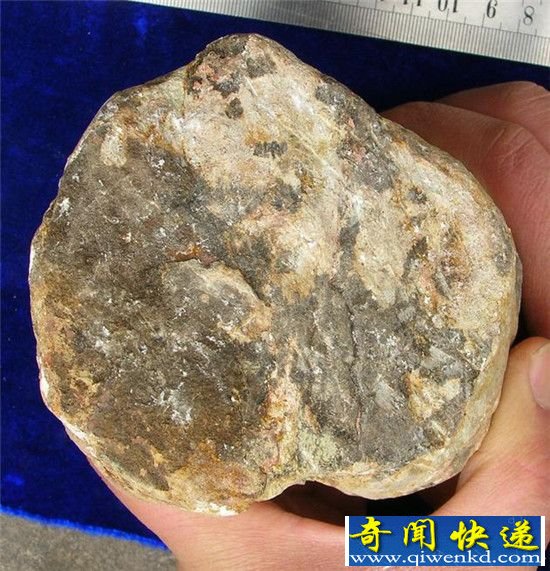 吃恐龙尸骨哺乳类!我国首次发现侏罗纪动物巢穴