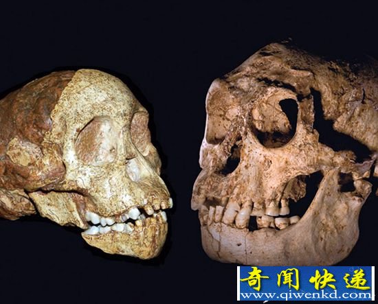 河南人类化石研究新进展:或与欧洲尼安德特人有基因联系