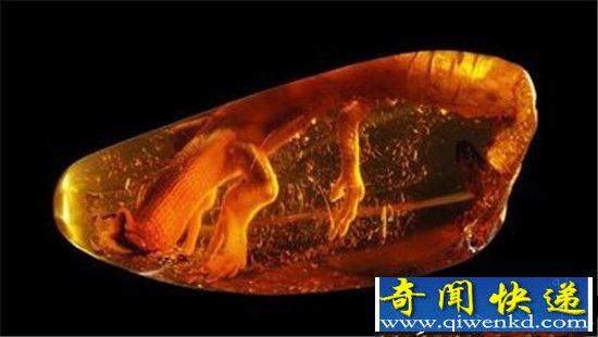 8岁男孩无意间捡价值百万的蜥蜴琥珀 震惊世界!