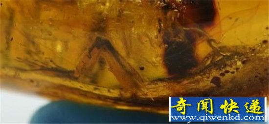 8岁男孩无意间捡价值百万的蜥蜴琥珀 震惊世界!