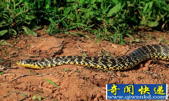 慈禧秘密生活大公开 独爱巨蛇