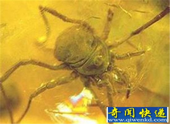 男子捡到4000万年蜘蛛琥珀化石 震惊全球!