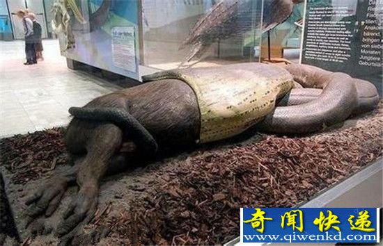 千年古墓挖出百岁蛇王 140岁竟靠吃死尸维生