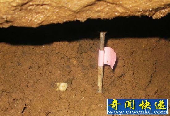 中国现17.8万年前牙齿化石 证明人类起源