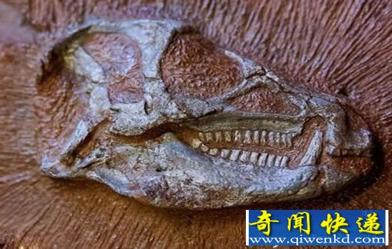 畸齿龙早在两亿年前便有备用牙齿 不可思议