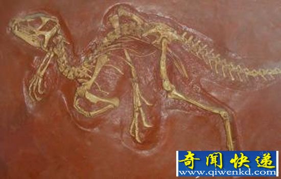 畸齿龙早在两亿年前便有备用牙齿 不可思议