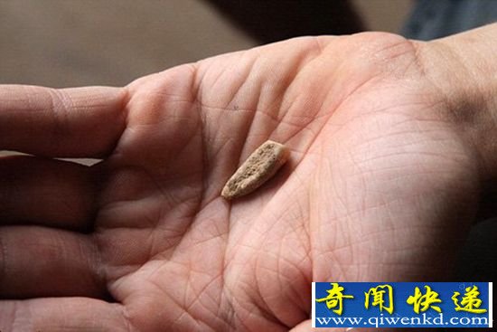 56万年前人类牙齿化石 考古历史上重大发现