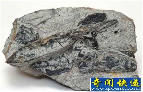 考古发现6亿年前海绵动物化石 震惊全球!