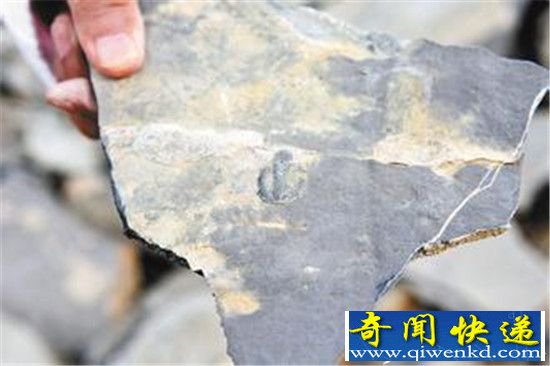 考古发现6亿年前海绵动物化石 震惊全球!