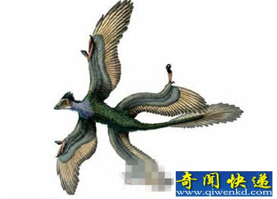 古代十大有羽恐龙 包括千禧中国鸟龙