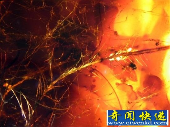 古生物学家发现诡异恐龙琥珀化石 竟长满羽毛?