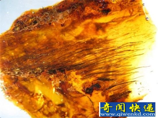 古生物学家发现诡异恐龙琥珀化石 竟长满羽毛?