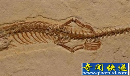 古生物学家发现1.7亿年前蛇化石 祖先竟是蜥蜴?