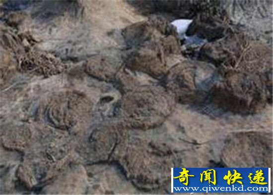 邯郸惊现罕见海洋古生物化石 震惊世界!