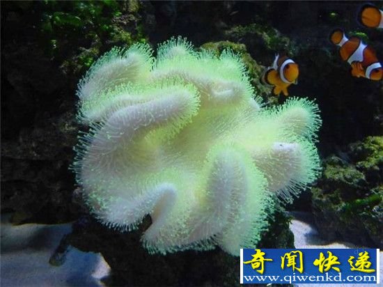 不可思议:深海里竟然还有这等好看的生物