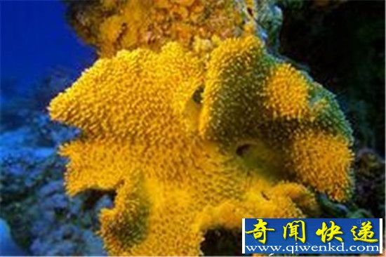 不可思议:深海里竟然还有这等好看的生物