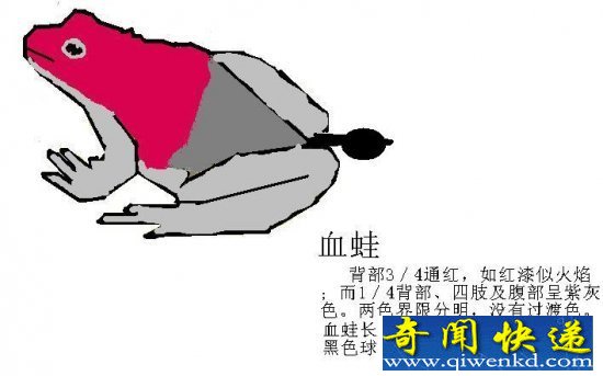 美洲血蛙