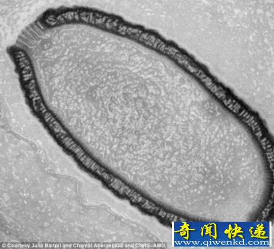 沉睡3万年恐怖病毒苏醒 潘多拉病毒仍具感染性