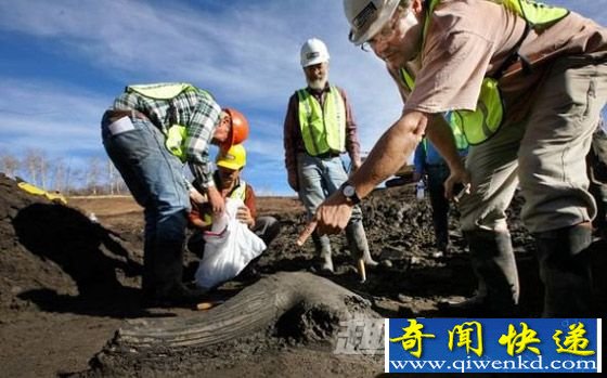 冰河时代的头骨
