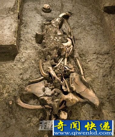 猛犸幼儿