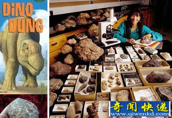古生物学家在分辨出粪化石