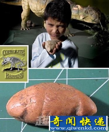 恐龙粪化石