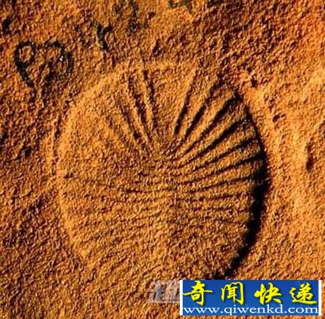 狄更逊水母化石
