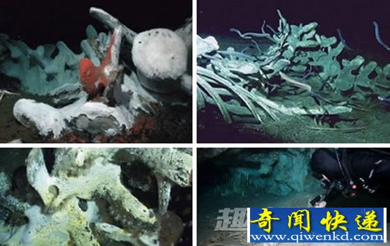 海底骨骼