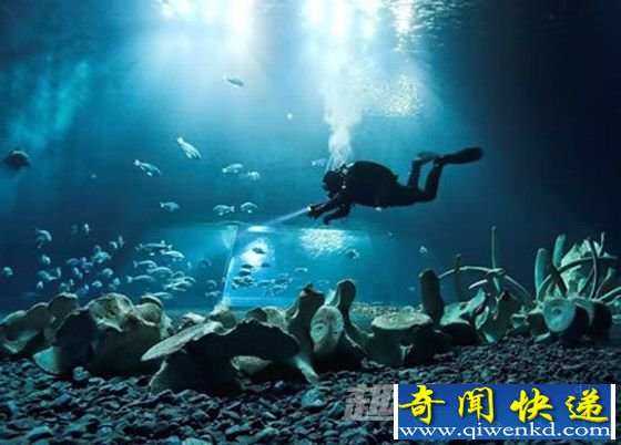 抹香鲸