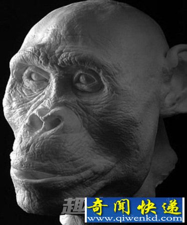 普莱斯夫人