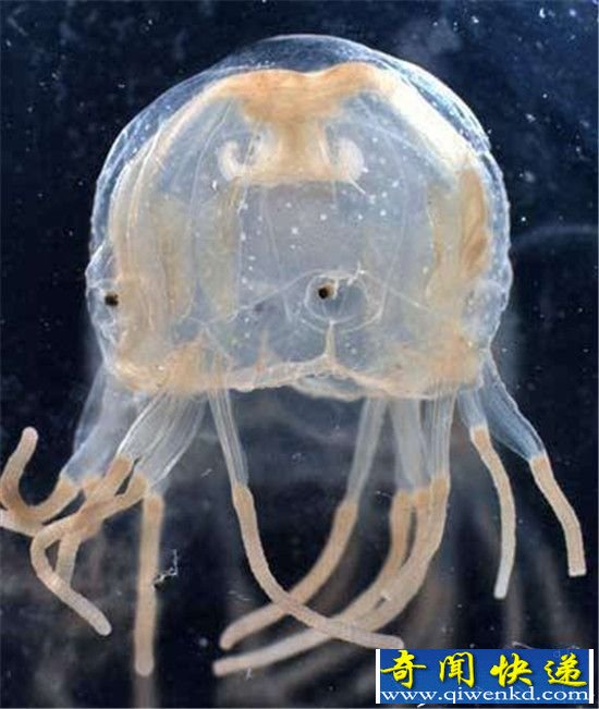 世界十大剧毒生物 听说见过的都死了