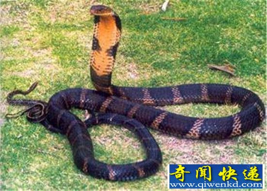 世界十大剧毒生物 听说见过的都死了