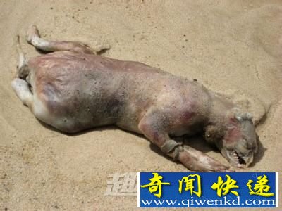 裸体怪尸