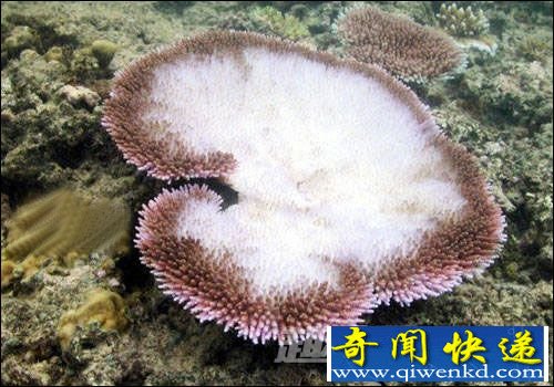 珊瑚白化