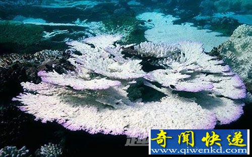 珊瑚白化