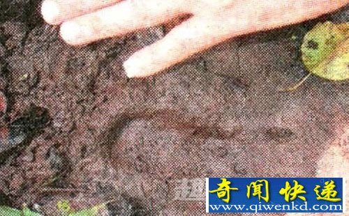 亚当·戴维斯小组发现的足印