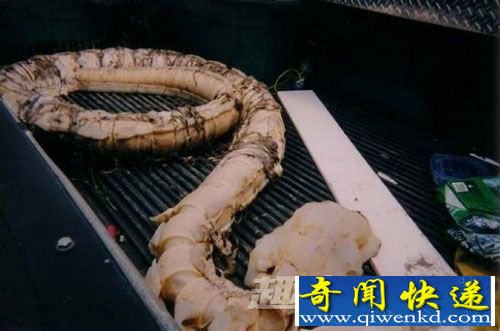 从来没有见过的可怕的骨头