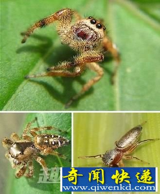 黄金跳蛛