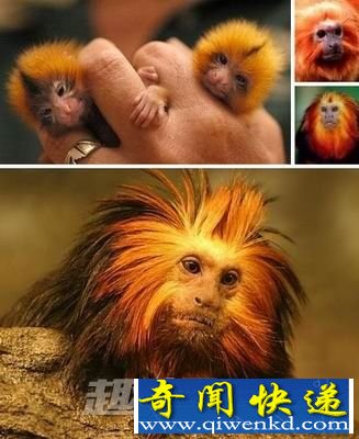 金色长尾猴