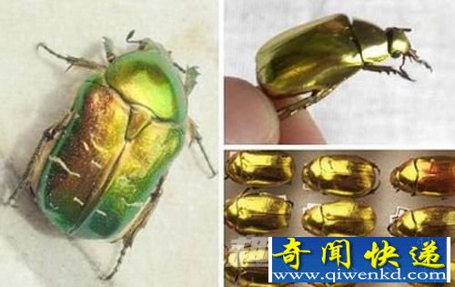 金色甲虫