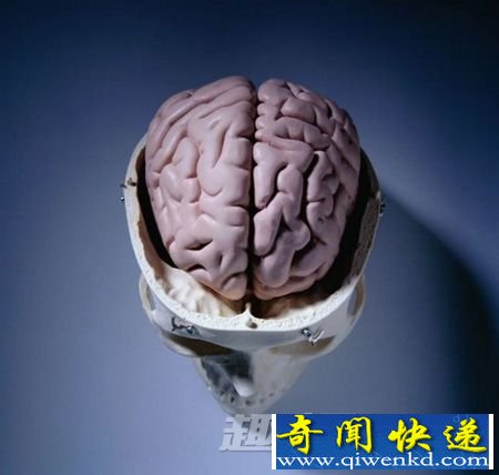 人脑