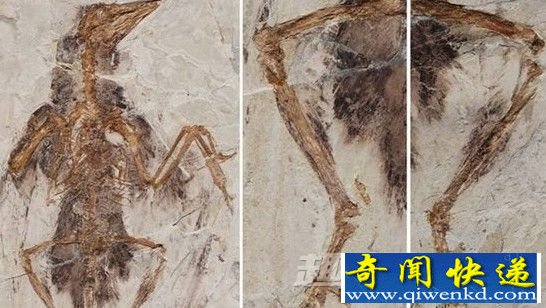恐龙