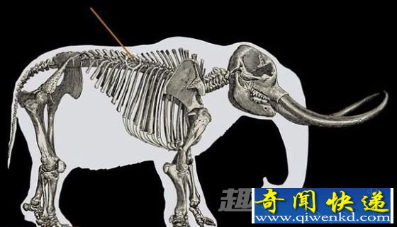 攻击部位